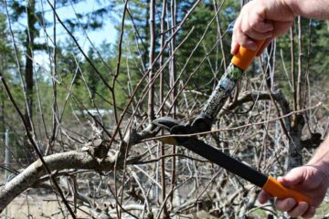 How to Prune Raspberries - Beyond The Chicken Coop