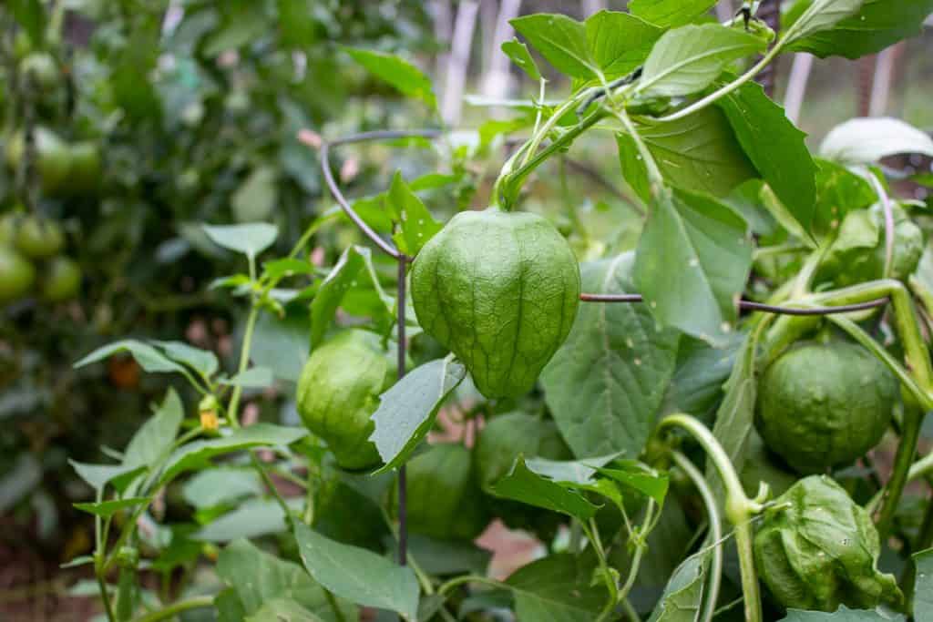 Salsa Verde - Beyond The Chicken Coop